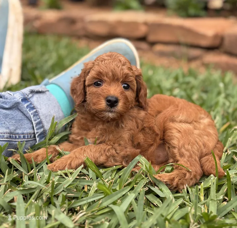Queenie – Goldendoodle puppy for sale in Wharton, TX