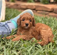 Queenie, a female Goldendoodle for sale in Wharton, TX – Photo 1 of 5