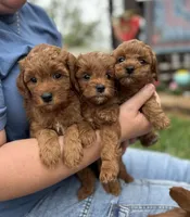 Queenie, a female Goldendoodle for sale in Wharton, TX – Photo 5 of 5