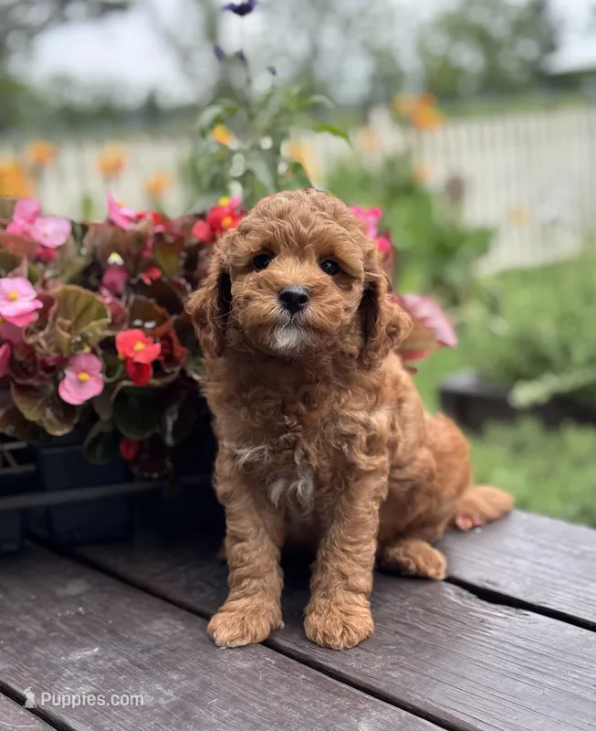 Baron – Goldendoodle puppy for sale in Wharton, TX