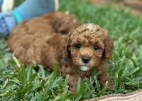 Baron, a male Goldendoodle for sale in Wharton, TX – Photo 3 of 5