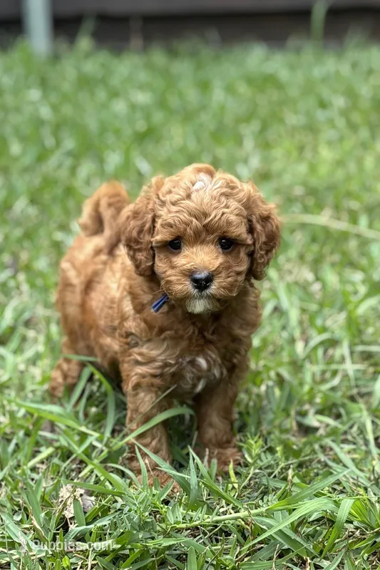 Baron – Goldendoodle puppy for sale in Wharton, TX