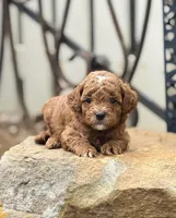 Baron, a male Goldendoodle for sale in Wharton, TX – Photo 4 of 5