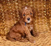 Baron, a male Goldendoodle for sale in Wharton, TX – Photo 2 of 5