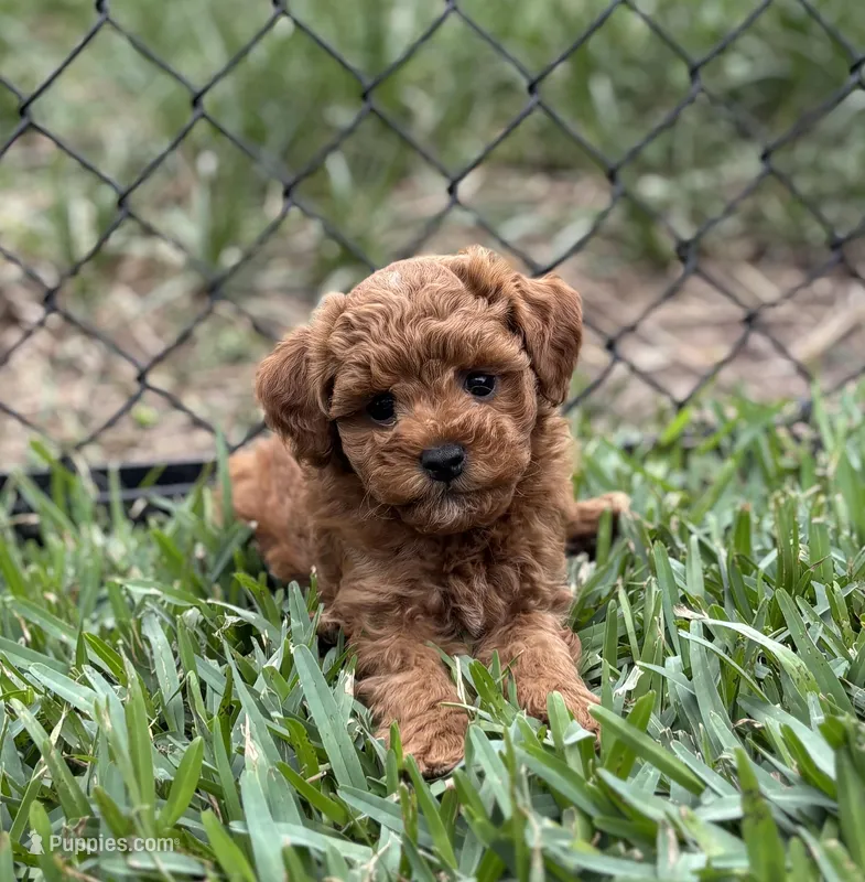 Lady – Goldendoodle puppy for sale in Wharton, TX