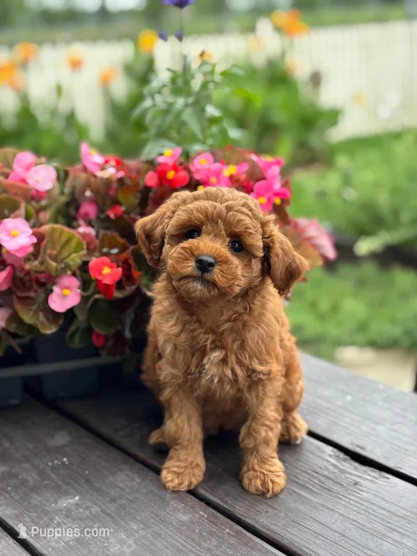 Lady – Goldendoodle puppy for sale in Wharton, TX