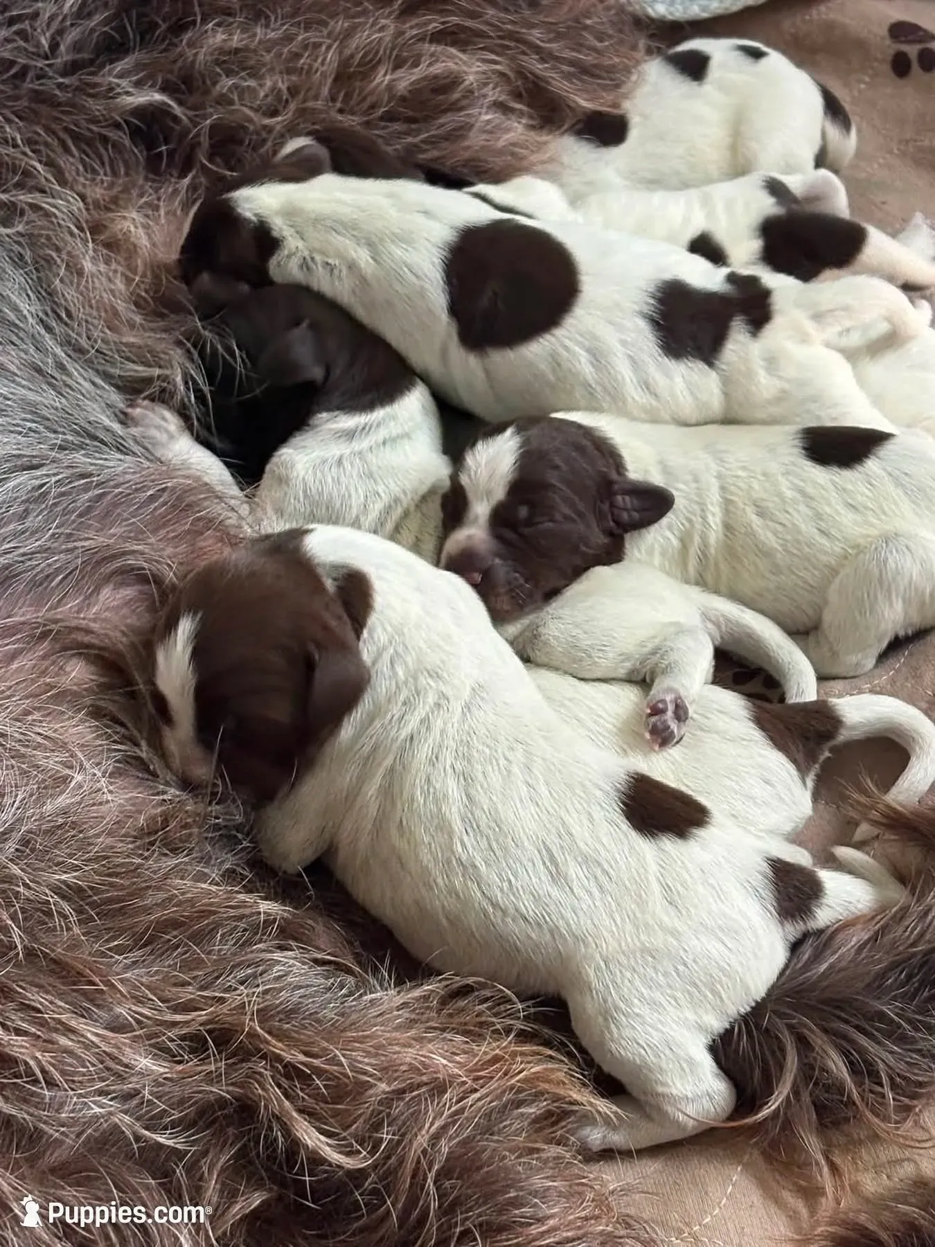 Wirehair Pointing Griffon - Orange, a male Wirehaired Pointing Griffon for sale in Seguin, TX – 3 of 7