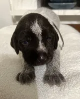 Wirehair Pointing Griffons - Grey, a male Wirehaired Pointing Griffon for sale in Seguin, TX – 1 of 6