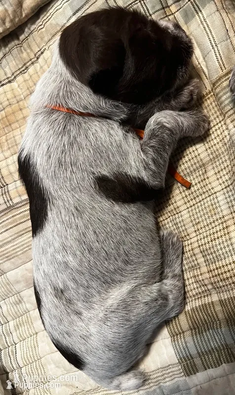 Wirehair Pointing Griffon - Orange – Wirehaired Pointing Griffon puppy for sale in Seguin, TX