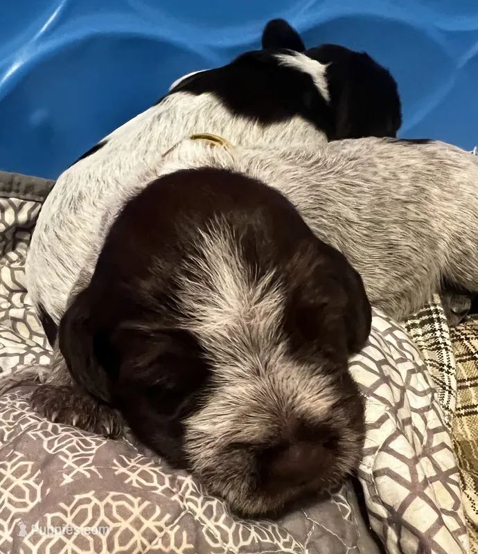 Wirehair Pointing Griffon - Yellow – Wirehaired Pointing Griffon puppy for sale in Seguin, TX