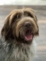 Wirehair Pointing Griffon - Orange, a male Wirehaired Pointing Griffon for sale in Seguin, TX – 2 of 7