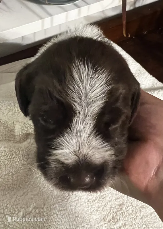 Wirehair Pointing Griffon - Dark Blue – Wirehaired Pointing Griffon puppy for sale in Seguin, TX