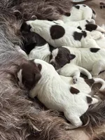 Wirehair Pointing Griffon - Yellow, a male Wirehaired Pointing Griffon for sale in Seguin, TX – 3 of 7