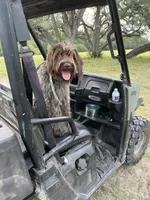 Wirehair Pointing Griffon - Orange, a male Wirehaired Pointing Griffon for sale in Seguin, TX – 6 of 7