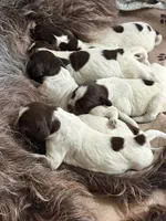Wirehair Pointing Griffon - Light Blue, a male Wirehaired Pointing Griffon for sale in Seguin, TX – 1 of 5