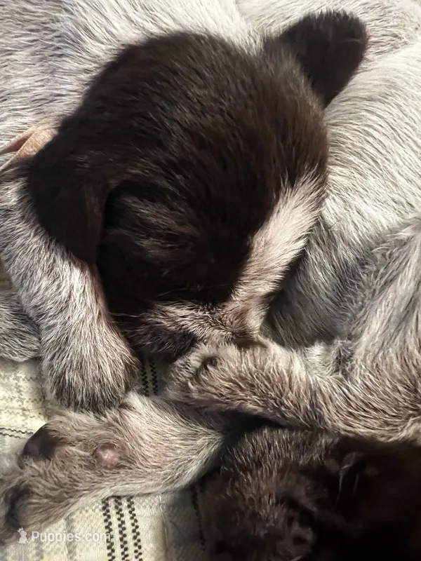 Wirehair Pointing Griffon - Pink – Wirehaired Pointing Griffon puppy for sale in Seguin, TX