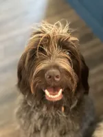 Wirehair Pointing Griffon - Magenta, a female Wirehaired Pointing Griffon for sale in Seguin, TX – 4 of 7