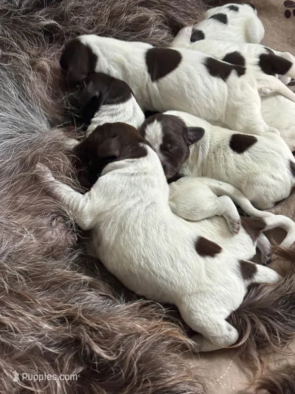 Wirehair Pointing Griffon - Green – Wirehaired Pointing Griffon puppy for sale in Seguin, TX