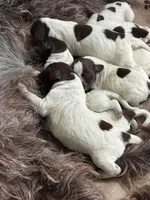 Wirehair Pointing Griffon - Green, a male Wirehaired Pointing Griffon for sale in Seguin, TX – 1 of 5
