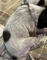 Wirehair Pointing Griffon - Pink, a female Wirehaired Pointing Griffon for sale in Seguin, TX – 2 of 5