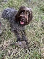 Wirehair Pointing Griffon - Light Blue, a male Wirehaired Pointing Griffon for sale in Seguin, TX – 4 of 5
