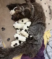 Wirehair Pointing Griffons - Grey, a male Wirehaired Pointing Griffon for sale in Seguin, TX – 4 of 6