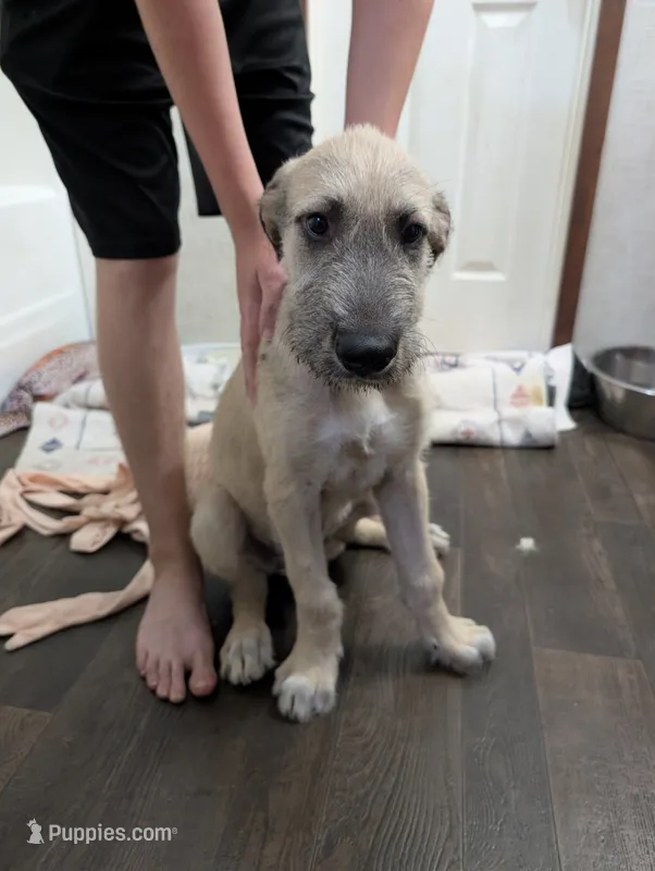 Cona – Irish Wolfhound puppy for sale in Kite, GA