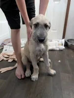 Cona, a male Irish Wolfhound for sale in Kite, GA – 1 of 3