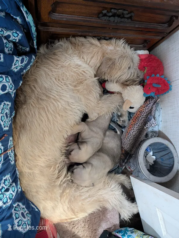 Cona – Irish Wolfhound puppy for sale in Kite, GA