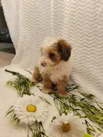 Mason, a male Whoodle for sale in Odon, IN – 8 of 9