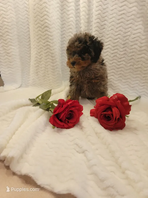 Milo – Whoodle puppy for sale in Odon, IN