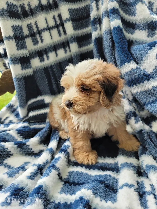 Mason – Whoodle puppy for sale in Odon, IN