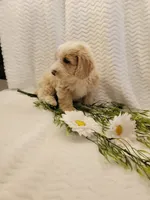 Max, a male Whoodle for sale in Odon, IN – 6 of 9