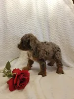 Maverick, a male Whoodle for sale in Odon, IN – 4 of 7