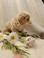 Max, a male Whoodle for sale in Odon, IN – 7 of 9
