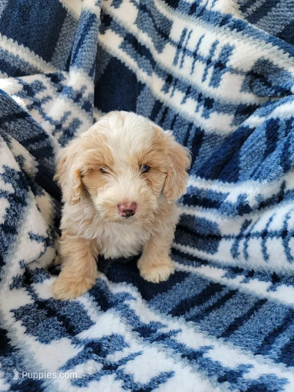 Max – Whoodle puppy for sale in Odon, IN