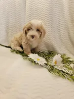 Max, a male Whoodle for sale in Odon, IN – 5 of 9