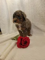 Maverick, a male Whoodle for sale in Odon, IN – 7 of 7