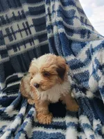 Mason, a male Whoodle for sale in Odon, IN – 3 of 9