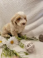 Max, a male Whoodle for sale in Odon, IN – 4 of 9