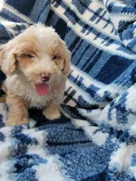 Max, a male Whoodle for sale in Odon, IN – 2 of 9