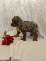 Maverick, a male Whoodle for sale in Odon, IN – 6 of 7