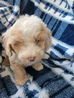 Max, a male Whoodle for sale in Odon, IN – 3 of 9