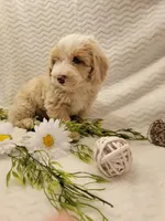 Max, a male Whoodle for sale in Odon, IN – 9 of 9