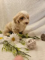 Max, a male Whoodle for sale in Odon, IN – 8 of 9