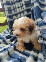Mason, a male Whoodle for sale in Odon, IN – 5 of 9
