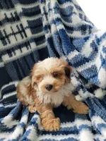 Mason, a male Whoodle for sale in Odon, IN – 2 of 9