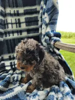 Maverick, a male Whoodle for sale in Odon, IN – 3 of 7