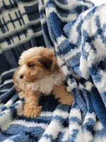 Mason, a male Whoodle for sale in Odon, IN – 6 of 9