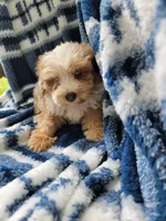 Mason, a male Whoodle for sale in Odon, IN – 4 of 9